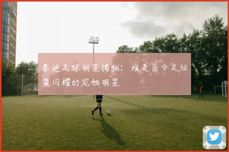 泰迪足球明星揭秘：谁是当今足坛最闪耀的宠物明星